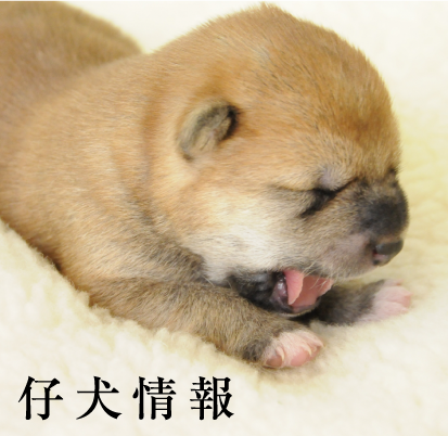 仔犬情報