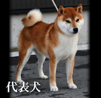 代表犬